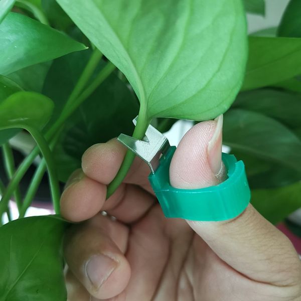 garden vegetable fruit picker picking finger ring cutting scissors harvesting gardening tools supplies
garden vegetable fruit picker picking finger ring cutting scissors harvesting gardening tools supplies