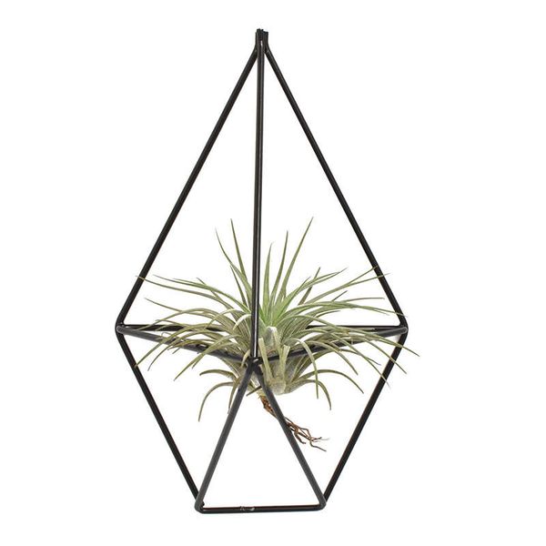 1 pcs rustic wall mount hanging irregular pentagon geometric iron tillandsia air plants holder rack black wall accent decor (b
1 pcs rustic wall mount hanging irregular pentagon geometric iron tillandsia air plants holder rack black wall accent decor (b