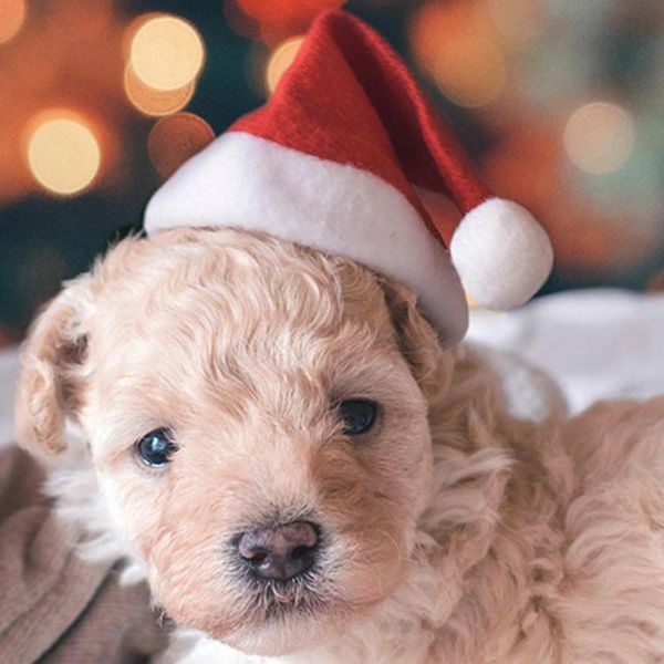 christmas hats 100 set winter warm pet cat dog santa claus hat christmas xmas new year plush cap decorations supplies dropship
christmas hats 100 set winter warm pet cat dog santa claus hat christmas xmas new year plush cap decorations supplies dropship