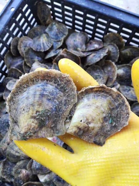 100шт Saltwater Круглый Akoya Pearl Oyster 27 цветов смешанных цветов 6-8 мм культивированный жемчуг устрицы вакуумной упаковки Бесплатная доставка ZZ007
100шт Saltwater Круглый Akoya Pearl Oyster 27 цветов смешанных цветов 6-8 мм культивированный жемчуг устрицы вакуумной упаковки Бесплатная доставка ZZ007