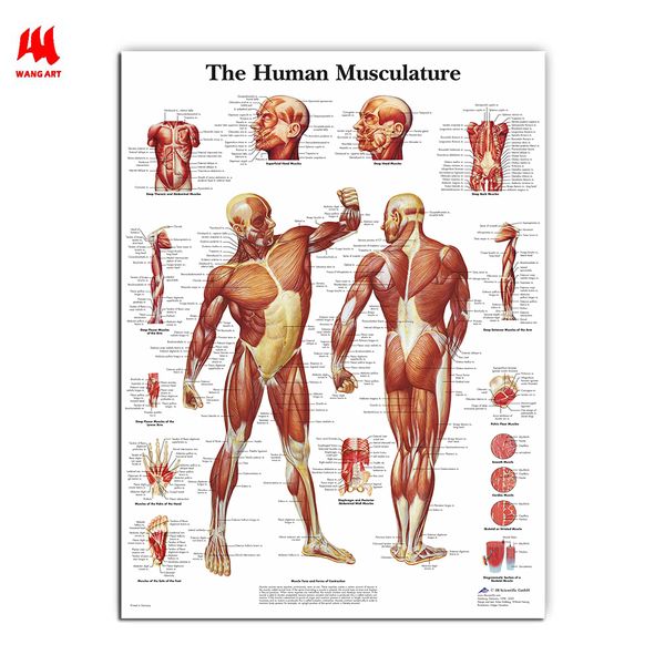 wangart human anatomy muscles system art poster print body map canvas wall pictures for medical education home decor jy0717
wangart human anatomy muscles system art poster print body map canvas wall pictures for medical education home decor jy0717