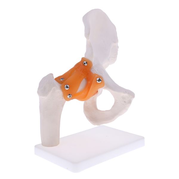 1: 1 life size human hip joint skeleton model with ligaments for school education anatomy studying dispaly decor
1: 1 life size human hip joint skeleton model with ligaments for school education anatomy studying dispaly decor
