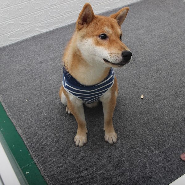 new-dog recovery suit puppy medical care suit clothing and after surgery wear anti licking wounds help post operative healing
new-dog recovery suit puppy medical care suit clothing and after surgery wear anti licking wounds help post operative healing