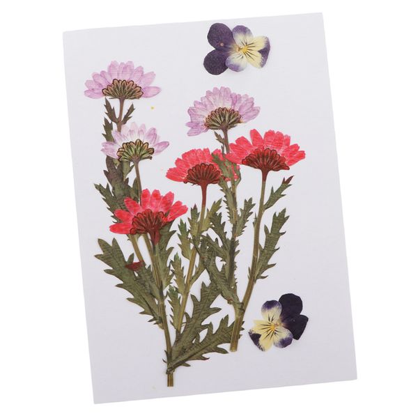25pcs multiple real pressed flowers dried flowers for cards making
25pcs multiple real pressed flowers dried flowers for cards making