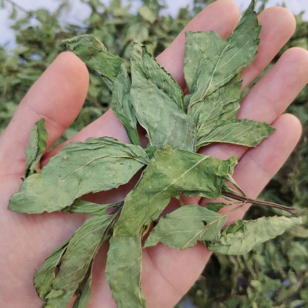mint leaves 500g fresh dry cool mint leaves bulk fei bo lotus leaf tea non-herbal tea dry mint
mint leaves 500g fresh dry cool mint leaves bulk fei bo lotus leaf tea non-herbal tea dry mint
