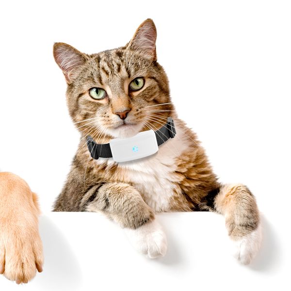 real-time wifi gps tracker pet locator tkstar tk911 for dogs cats pet animal tracking device web/app google map tracking
real-time wifi gps tracker pet locator tkstar tk911 for dogs cats pet animal tracking device web/app google map tracking