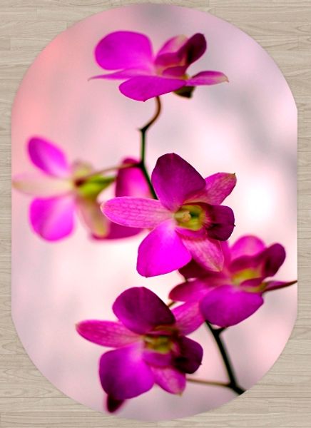 else purple orchid flowers floral nature 3d print non slip microfiber living room modern oval washable area rug carpet
else purple orchid flowers floral nature 3d print non slip microfiber living room modern oval washable area rug carpet