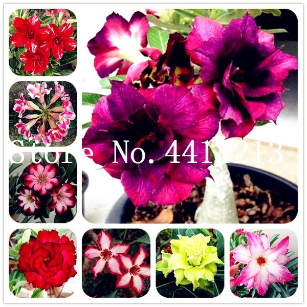 10 pcs/bag 100% true adenium obesum bonsai desert rose bonsai plant seeds flower double petals for home garden plant easy to grow
10 pcs/bag 100% true adenium obesum bonsai desert rose bonsai plant seeds flower double petals for home garden plant easy to grow