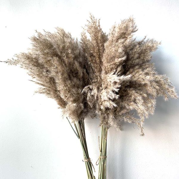 20 pcs/25pcs dried small pampas grass decor natural phragmites communis real wedding flower bunch
20 pcs/25pcs dried small pampas grass decor natural phragmites communis real wedding flower bunch