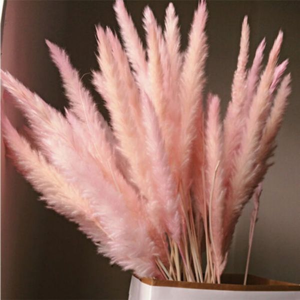 15 pcs natural dried small pampas grass phragmites communis artificial plants wedding flower bunch fake flowers
15 pcs natural dried small pampas grass phragmites communis artificial plants wedding flower bunch fake flowers