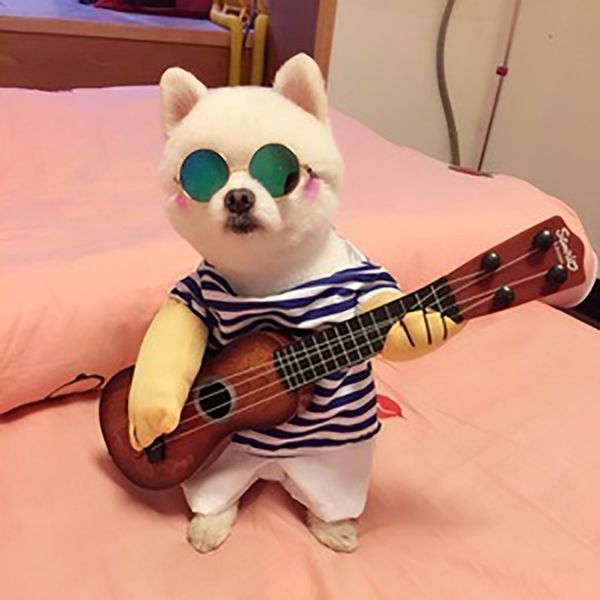 dhl lovely guitar player pet cat clothes party cosplay cats funny cat costume coat jumpsuit
dhl lovely guitar player pet cat clothes party cosplay cats funny cat costume coat jumpsuit