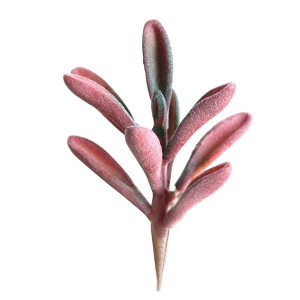 artificial succulents craft floristry decoration plastic plants for home christmas wedding decoration
artificial succulents craft floristry decoration plastic plants for home christmas wedding decoration