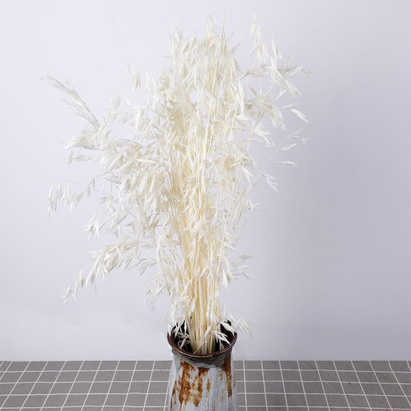 50 pcs eco friendly party decoration garden gift diy pgraphy prop wedding dried flower non toxic home anniversary natural
50 pcs eco friendly party decoration garden gift diy pgraphy prop wedding dried flower non toxic home anniversary natural