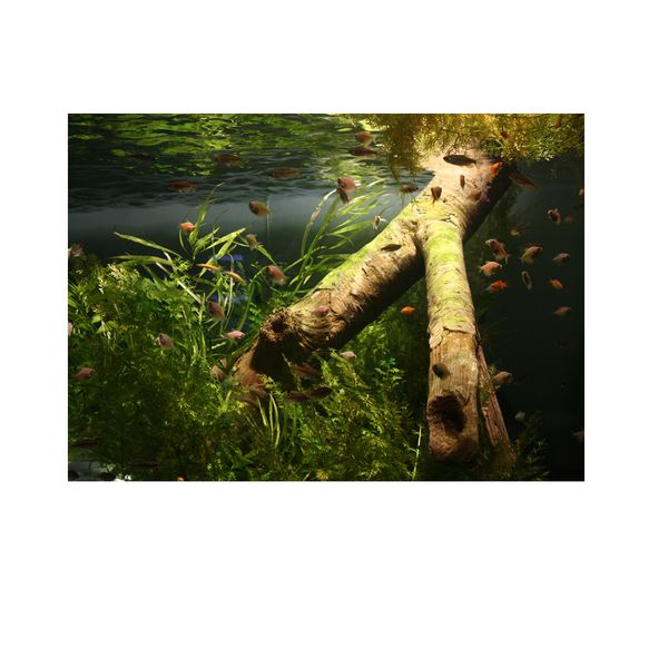 122cm length 3d aquarium background backdrop fish tank board decor underwater aquarium landscape decoration dropship ma15
122cm length 3d aquarium background backdrop fish tank board decor underwater aquarium landscape decoration dropship ma15