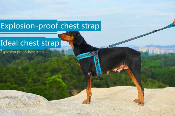 outdoor training adjustable seat belt soft vest dog pet leashes and seat belt pet supplies
outdoor training adjustable seat belt soft vest dog pet leashes and seat belt pet supplies