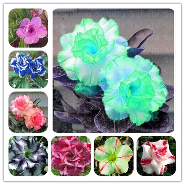 5 pcs seeds desert rose rare flower bonsai dwarf indoor bonsai purify air adenium obesum garden flowers 95% germination rate
5 pcs seeds desert rose rare flower bonsai dwarf indoor bonsai purify air adenium obesum garden flowers 95% germination rate