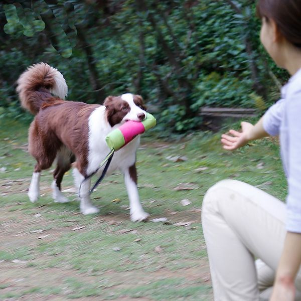 pet dog training treat snack bait agility bait outdoor pouch food bag dog walking food treat snack bag bait training pocket 1pc dog trainin
pet dog training treat snack bait agility bait outdoor pouch food bag dog walking food treat snack bag bait training pocket 1pc dog trainin