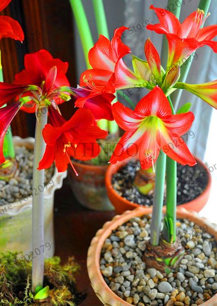 super big bulb true amaryllis bulbs,hippeastrum flowers bulbs rare bonsai plants barbados lily potted home garden
super big bulb true amaryllis bulbs,hippeastrum flowers bulbs rare bonsai plants barbados lily potted home garden
