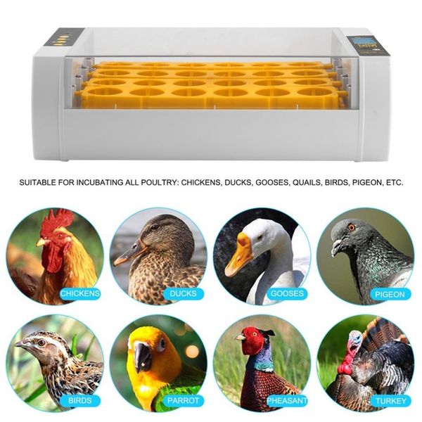 practical 24 eggs large capacity mini incubator for chicken poultry quail turkey eggs home use automatic egg turning drop ship
practical 24 eggs large capacity mini incubator for chicken poultry quail turkey eggs home use automatic egg turning drop ship