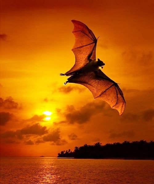full square/round drill 5d diy diamond painting "bat" embroidery cross stitch mosaic home decor art experience toys gift a0370
full square/round drill 5d diy diamond painting "bat" embroidery cross stitch mosaic home decor art experience toys gift a0370