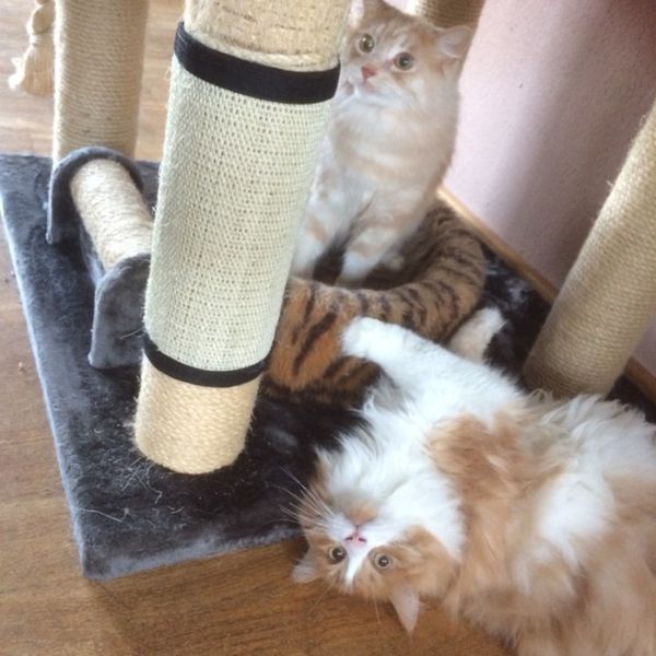 кот царапина пост натурального сизаль мат игрушка для кошек catnip башни восхождения дерева cat царапина pad доски покровительницы мебели дл
кот царапина пост натурального сизаль мат игрушка для кошек catnip башни восхождения дерева cat царапина pad доски покровительницы мебели дл