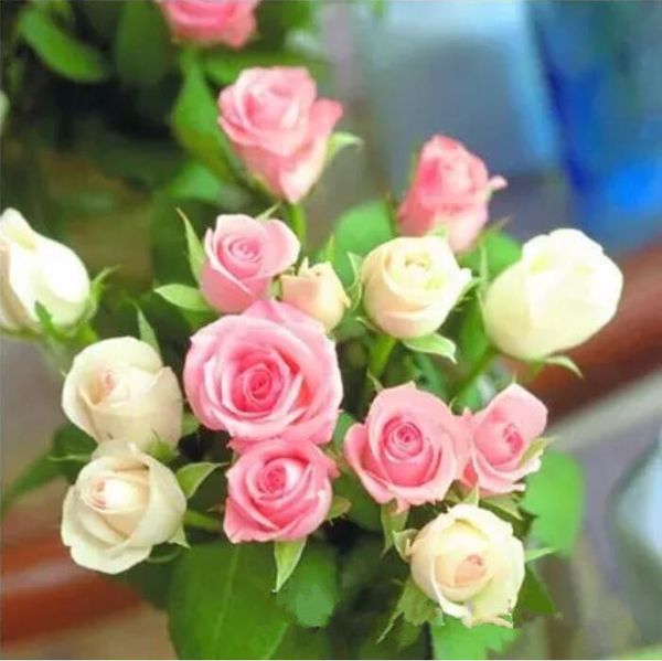 mint and purple rose seeds *100 pieces seeds per package* new arrival ombre charming garden plants
mint and purple rose seeds *100 pieces seeds per package* new arrival ombre charming garden plants