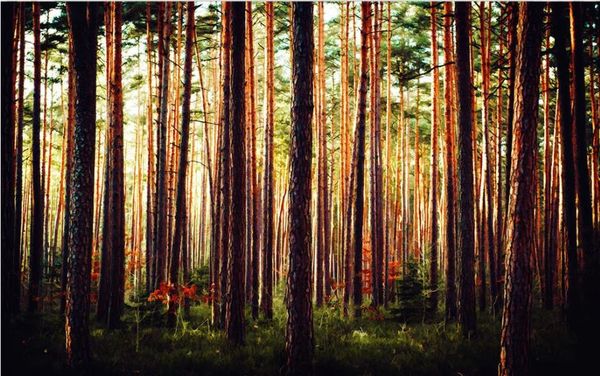 beautiful scenery wallpapers beautiful warm woods art oil painting sofa tv background wall painting 
beautiful scenery wallpapers beautiful warm woods art oil painting sofa tv background wall painting
