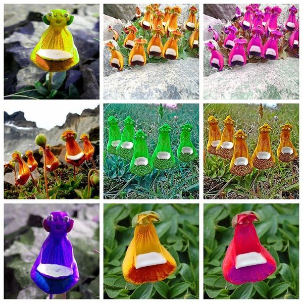 100 pcs lovely funny flower calceolaria herbeohybrida indoor outdoor bonsai courtyard terrace potted f
100 pcs lovely funny flower calceolaria herbeohybrida indoor outdoor bonsai courtyard terrace potted f