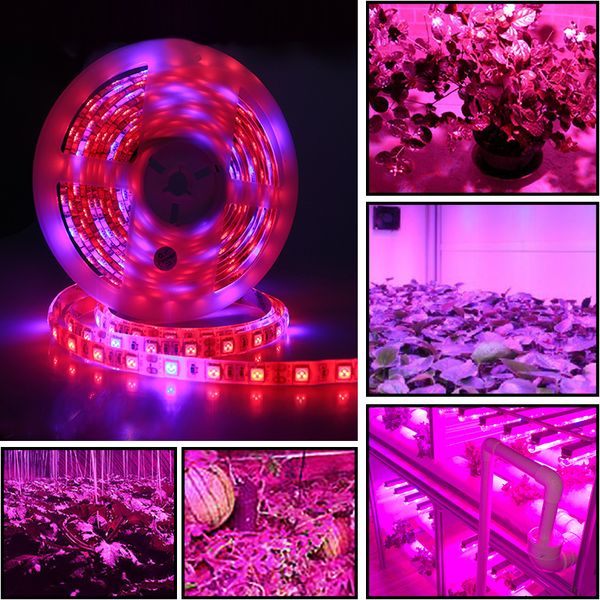 5 m led phyto lamps full spectrum led strip light 300 leds 5050 chip led fitolampy grow lights for greenhouse hydroponic plant
5 m led phyto lamps full spectrum led strip light 300 leds 5050 chip led fitolampy grow lights for greenhouse hydroponic plant