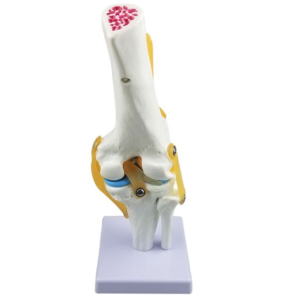 lifesize medical human knee joint anatomy model with functional ligaments and base, student biology/ science teaching aids
lifesize medical human knee joint anatomy model with functional ligaments and base, student biology/ science teaching aids