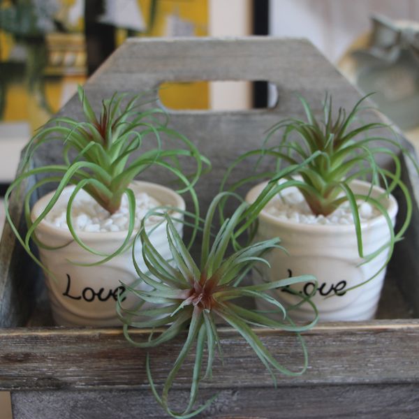 air pineapple grass potted plants artificial flower home christmas wedding decoration diy garden decors crafts
air pineapple grass potted plants artificial flower home christmas wedding decoration diy garden decors crafts
