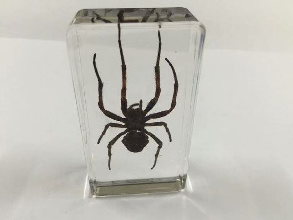 yqtdmy discount sale creative mo 14 cute specimen books tools home decorative gift, Black
yqtdmy discount sale creative mo 14 cute specimen books tools home decorative gift, Black