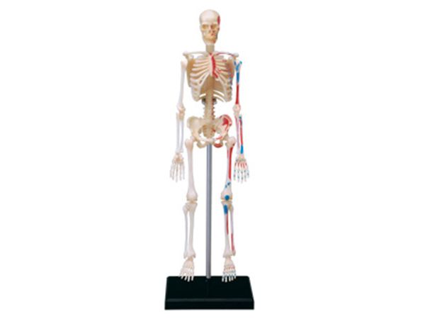 

4d human skeleton anatomy model skeleton puzzle assembling toy medical teaching aid laboratory education equipment master
