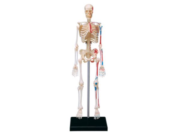 4d human skeleton anatomy model skeleton puzzle assembling toy medical teaching aid laboratory education equipment master
4d human skeleton anatomy model skeleton puzzle assembling toy medical teaching aid laboratory education equipment master