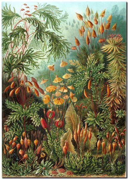 ernst haeckel nouveau vintage ботаника muscinae главная wall art ручная роспись hd печать маслом на холсте wall art холст картины 190826
ernst haeckel nouveau vintage ботаника muscinae главная wall art ручная роспись hd печать маслом на холсте wall art холст картины 190826