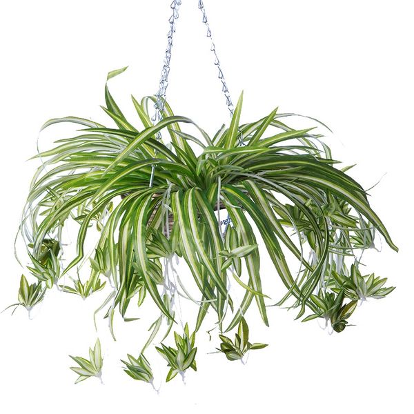3 heads artificial flower bracketplant chlorophytum orchids rattan wall hanging silk flower artificial plant home shop decor
3 heads artificial flower bracketplant chlorophytum orchids rattan wall hanging silk flower artificial plant home shop decor