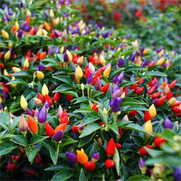 100pcs/bag rainbow pepper seed garden colorful rare seeds balcony potted indoor flowers all seasons flowering pepper seeds in stock
100pcs/bag rainbow pepper seed garden colorful rare seeds balcony potted indoor flowers all seasons flowering pepper seeds in stock