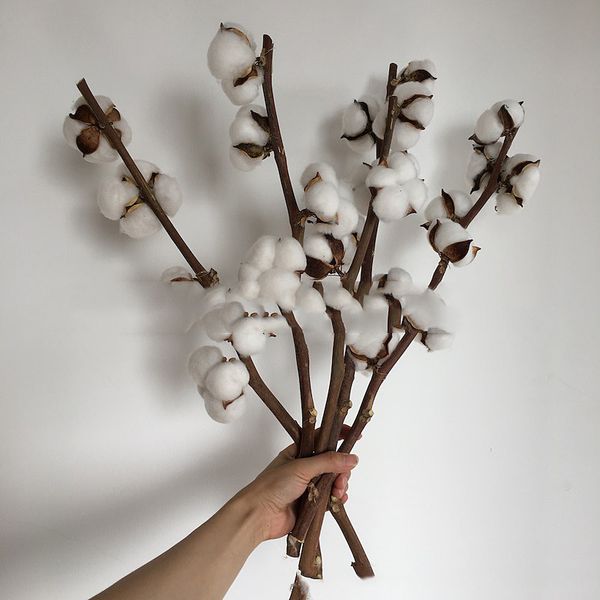 multi heads dried cotton flowers p props accessories natural cotton rod for diy home decoration supplies
multi heads dried cotton flowers p props accessories natural cotton rod for diy home decoration supplies