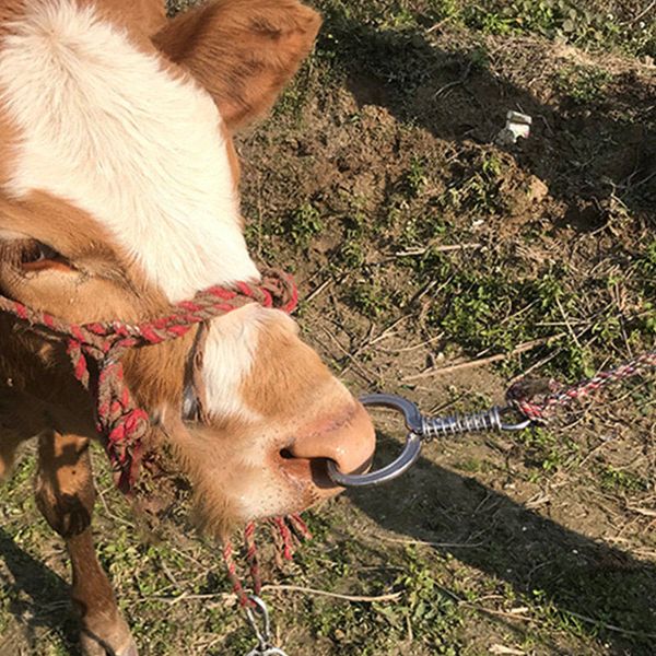uvet 2шт ветеринарная нержавеющая сталь бычий нос плоскогубцы весна бычий нос щипцы монтажные инструменты крупного рогатого скота сельскохоз
uvet 2шт ветеринарная нержавеющая сталь бычий нос плоскогубцы весна бычий нос щипцы монтажные инструменты крупного рогатого скота сельскохоз