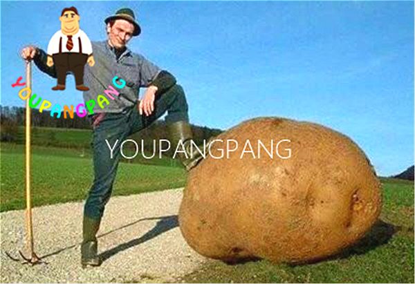 100 pcs giant potato bonsai anti-wrinkle nutrition vegetable plantas potato tree for home garden planting
100 pcs giant potato bonsai anti-wrinkle nutrition vegetable plantas potato tree for home garden planting