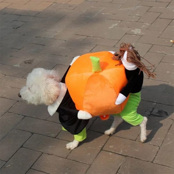funny cosplay pet dog costume pumpkin suit halloween clothes for dogs party dressing up dog clothing cat apparel disfraz perro
funny cosplay pet dog costume pumpkin suit halloween clothes for dogs party dressing up dog clothing cat apparel disfraz perro