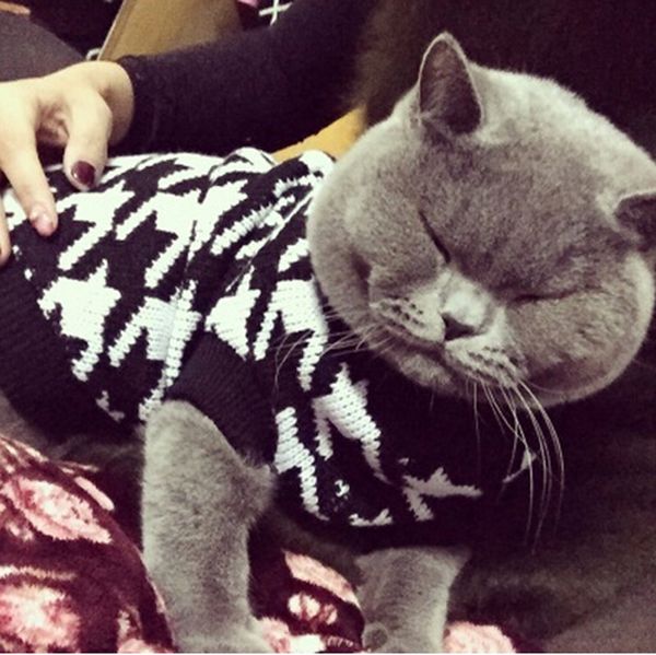 classic houndstooth sweater for small cat sweater pet jumper coat puppy cat clothes ragdoll canadian hairless british shorthair
classic houndstooth sweater for small cat sweater pet jumper coat puppy cat clothes ragdoll canadian hairless british shorthair