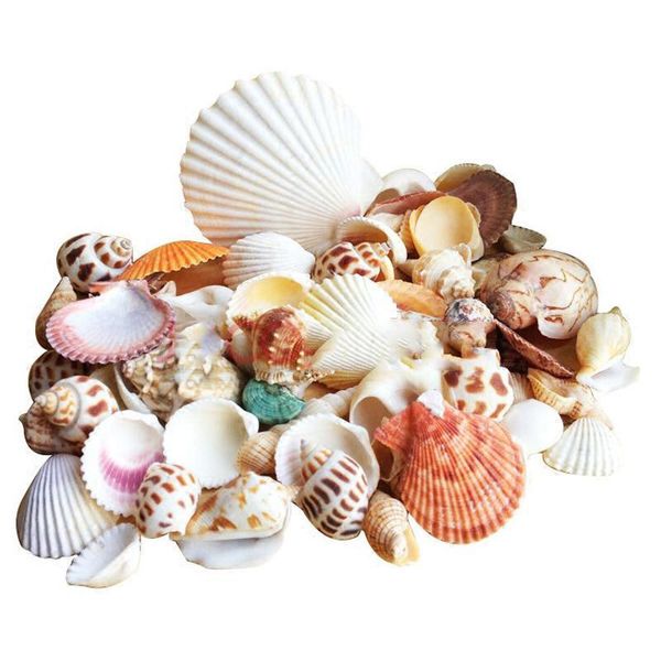 100g sea beach shells mixed fish tank aquarium landscape decoration durable craft hogard
100g sea beach shells mixed fish tank aquarium landscape decoration durable craft hogard