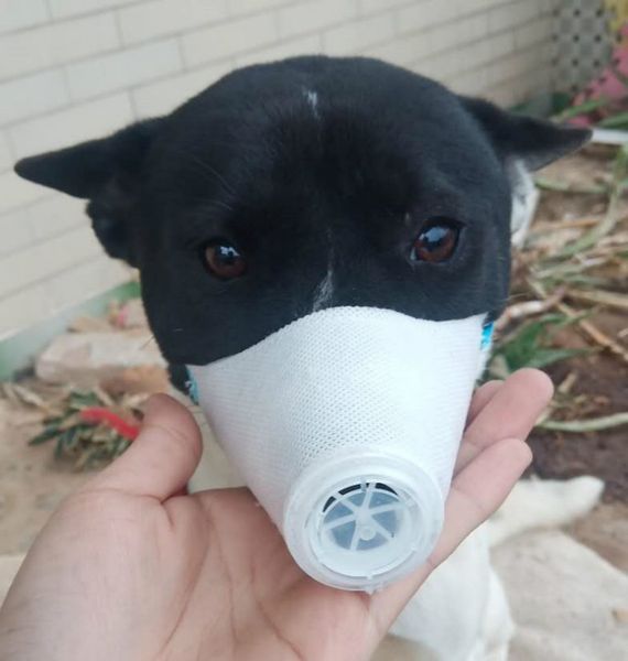 new dog mouth masks barking pet products accessories dog mask for pitbull anti bark bite for large small medium dog pet protective
new dog mouth masks barking pet products accessories dog mask for pitbull anti bark bite for large small medium dog pet protective
