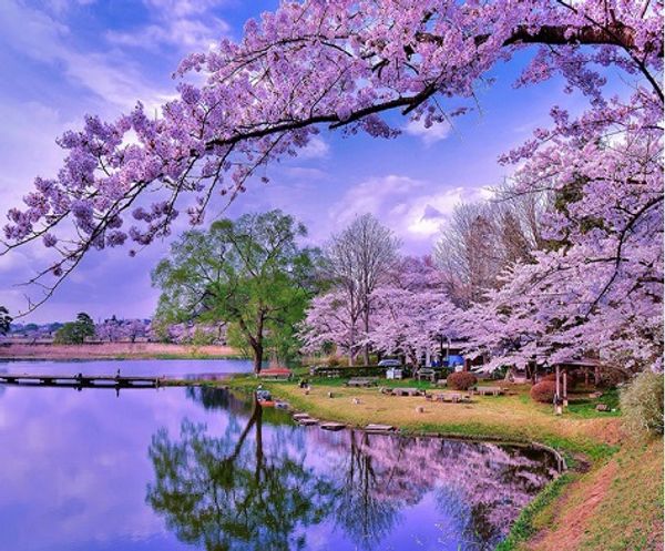 full square/round drill 5d diy diamond painting "cherry blossoms" embroidery cross stitch mosaic home decor art experience toys gi
full square/round drill 5d diy diamond painting "cherry blossoms" embroidery cross stitch mosaic home decor art experience toys gi