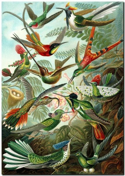 ernst haeckel nouveau vintage природа колибри главная wall art ручная роспись hd печать маслом на холсте wall art холст картины 190827
ernst haeckel nouveau vintage природа колибри главная wall art ручная роспись hd печать маслом на холсте wall art холст картины 190827