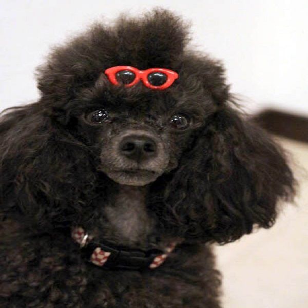 niceyard 1pc clips щенка луки волос pet симпатичные очки шпилька кошка собака луки headdress зоосалон аксессуары
niceyard 1pc clips щенка луки волос pet симпатичные очки шпилька кошка собака луки headdress зоосалон аксессуары