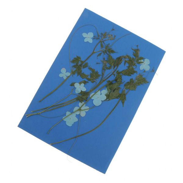 1 bag real pressed dried flowers leaves for resin jewelry pendant bracelet phone case arts & crafts diy handmade floral decor
1 bag real pressed dried flowers leaves for resin jewelry pendant bracelet phone case arts & crafts diy handmade floral decor