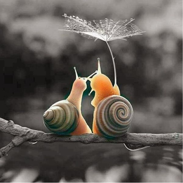 full square/round drill 5d diy diamond painting "snails" embroidery cross stitch mosaic home decor art experience toys gift a0729
full square/round drill 5d diy diamond painting "snails" embroidery cross stitch mosaic home decor art experience toys gift a0729