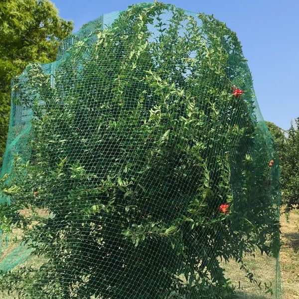 bird netting reusable garden net fencing for fruit trees vegetables protection other garden supplies
bird netting reusable garden net fencing for fruit trees vegetables protection other garden supplies
